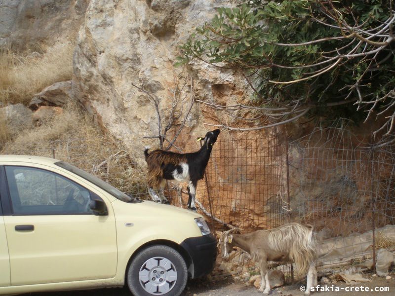 Photo report of a visit to Sfakia, Crete in October 2008